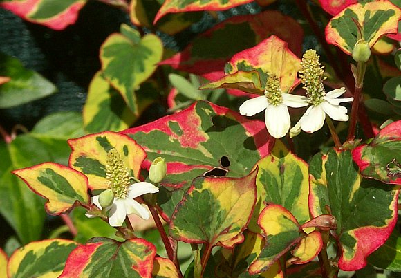 In Houyttonia the bract-spike combos look like flowers (from wildflowerfinder.org)
