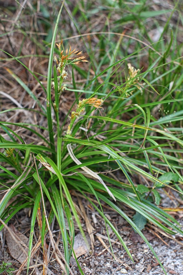 R. megalocarpa 6
