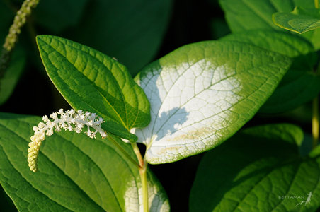 Chinese Lizard's Tail with splash of white on leaf.  (Tree of Life Project, permitted use)