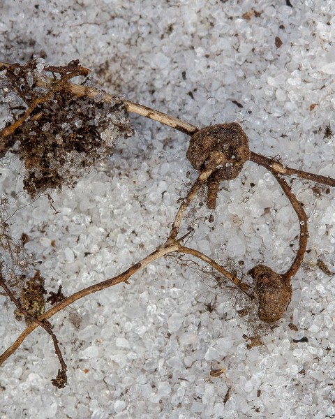 Black Senna (S. pectinata) root haustoria (root-sucking organs) on BS roots yesterday (JB).  The suckers are the parts that look like the business end of a plumber's plunger.