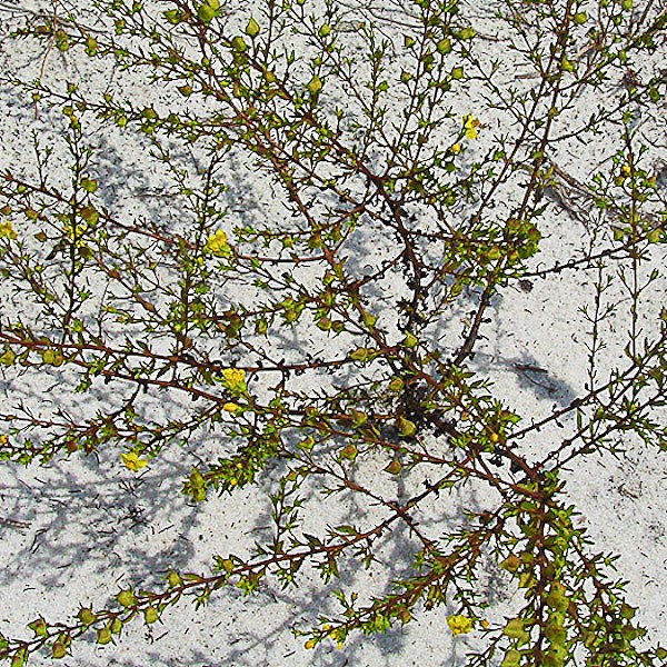 Black Senna on white sand (floral photos taken earlier in year, by JB)