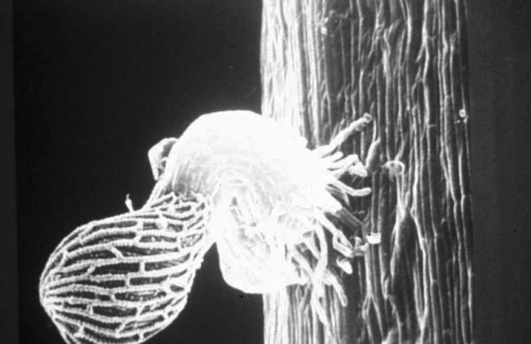 Hungry Witchweed seedling attaching to corn root (by RJ Musselman SIU)
