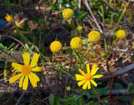 Balduina angustifolia, another one (JB)