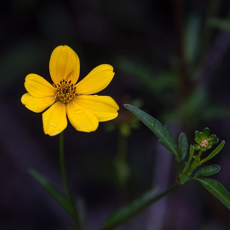 Bidens mitis a DYC (JB)