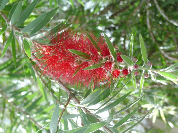Bottlebrush, or let's just say "Red Melaleuca."