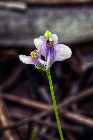 Burmannia biflora Nov. 22 (JB)