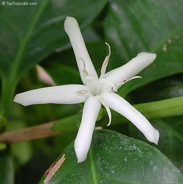 Coffee flower (from Top Tropicals plant nursery)