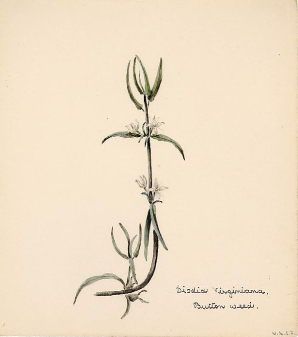 Sketch from the Internet.  Selected to show the lowdown flowers (fruits).