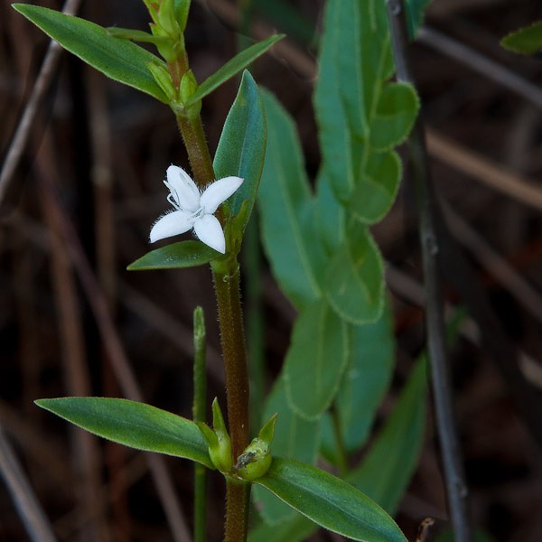 Diodia virginiana yesterday (JB)