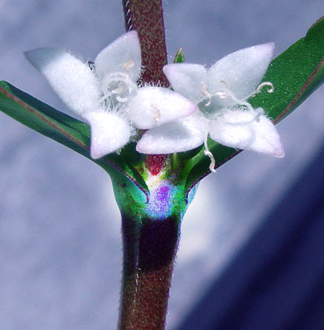 All in the family:  Buttonweed flowers looks similar to related coffee flower.