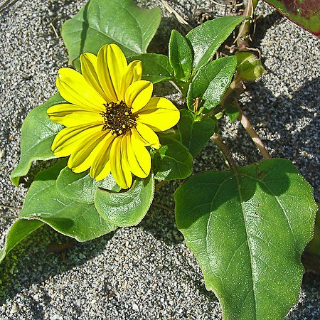 Little Beach Sunflower (by JB)