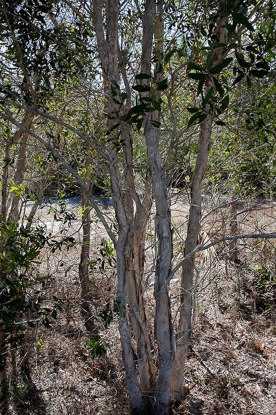 Melalaeuca bark