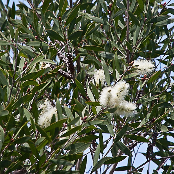 Melaleuca flowers (JB)