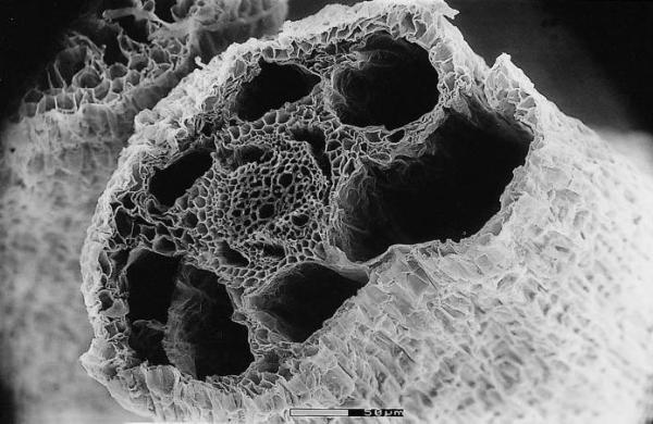 Hollow Melalauca sp. "snorkel" root  (M. Denton and collaborators, Plants in Action)
