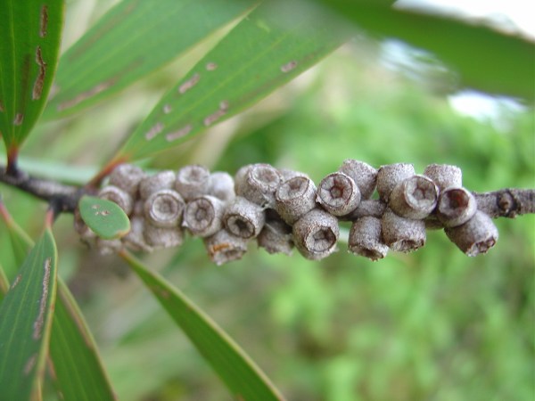 Woody fruits