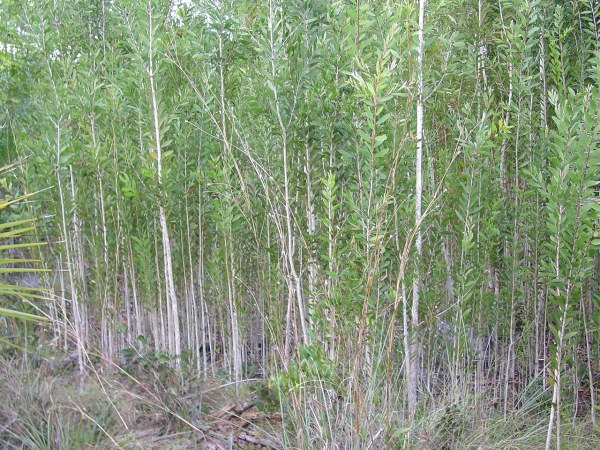 Monoculture