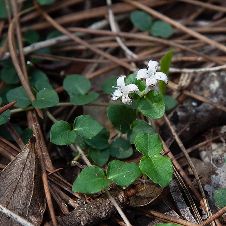 Partridgeberry (Twinflower, by JB)