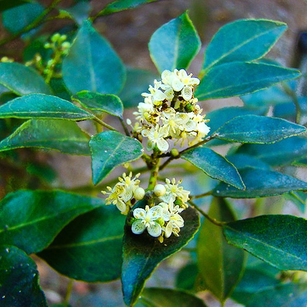 Amyris is a locally native Citrus.  Any caffeine in that sweet nectar? (JB)