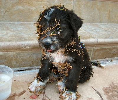 Arni got into the Plumbago patch (http://www.cyprus-travel-secrets.com/arni-the-new-cute-dog-around-our-cyprus-house.html)