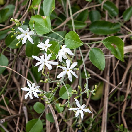 Brazilian Jasmine (invasive species, JB)