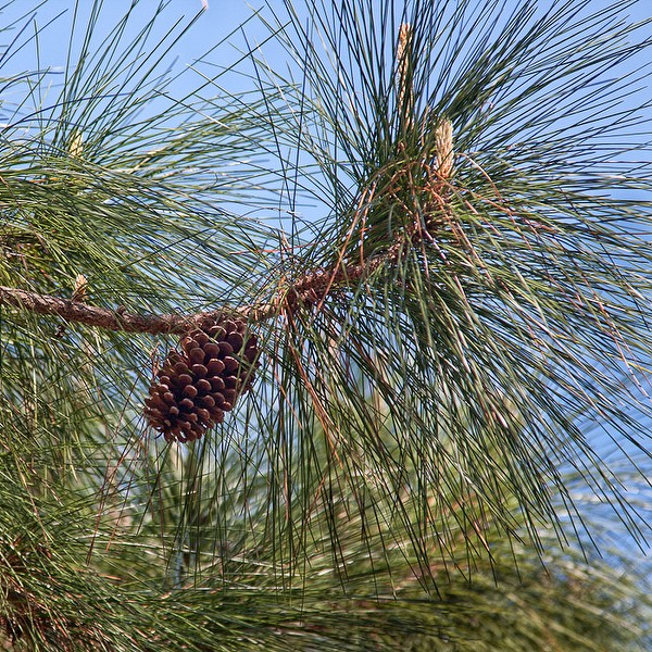 pe cone