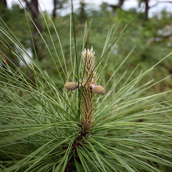 Baby cones