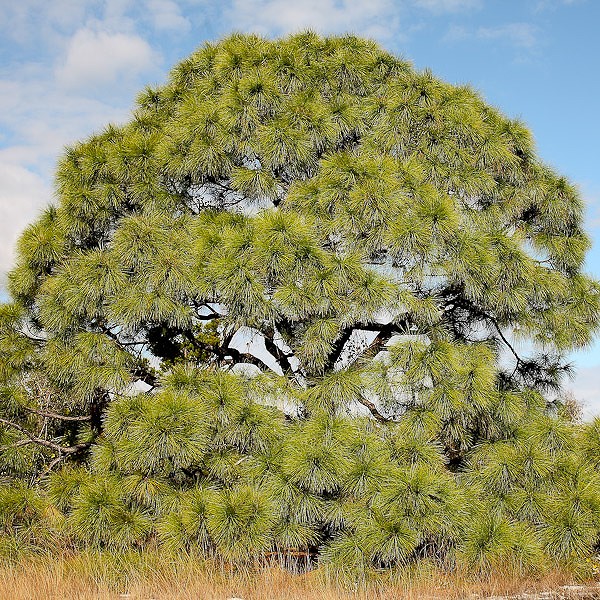 All photos are Pinus elliottii, by JB