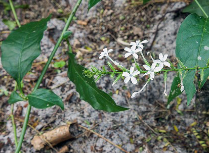 Native Plumbago (JB 12/13/13)