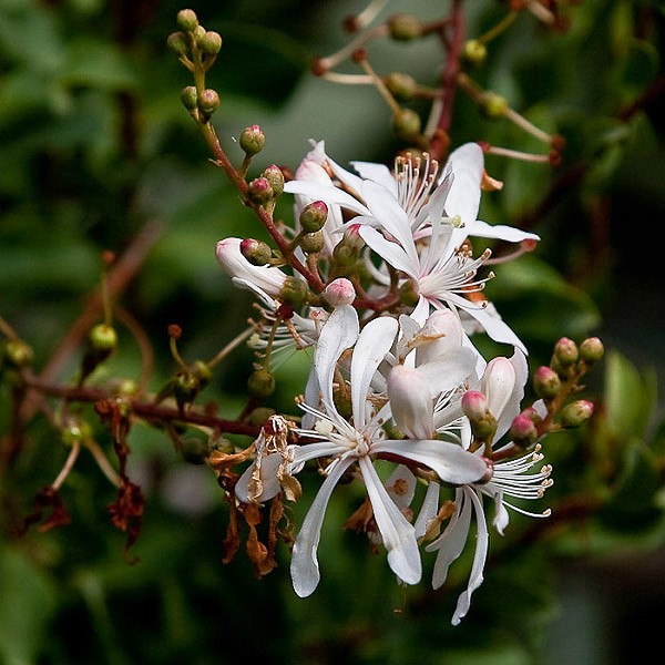 Tarflower was in bloom a little yesterday.  All of today's photos are by JB.  This flower is about an inch across.  Those of the species shown below are much smaller.