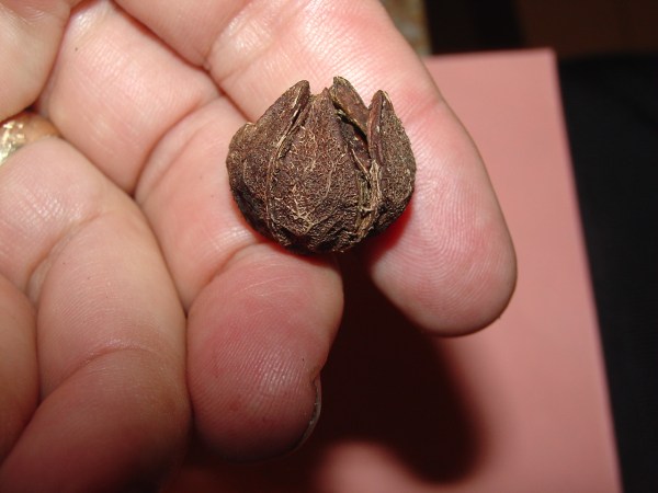The aging case around the seed is opening along preformed slits.