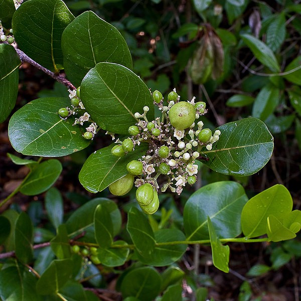 Cocoplum flowers. The shrubs have some on them now (Jan. 11). Photo by JB.