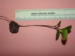 Facilitated by slits in the endocarp, the seedling can emerge.