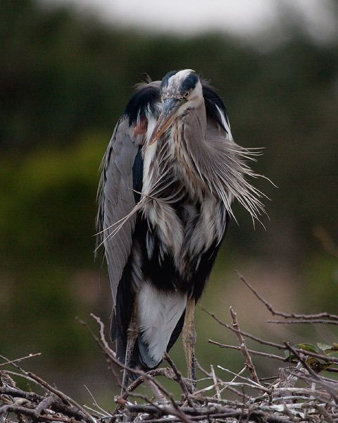 Great Blue Heron (JB)