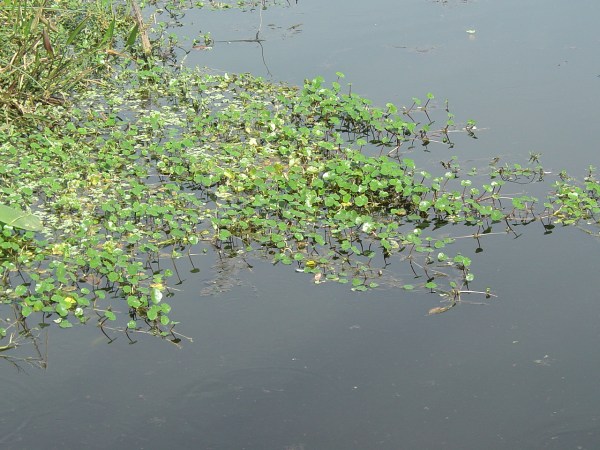 Hydrocotyle spreading at Wakodahatchee