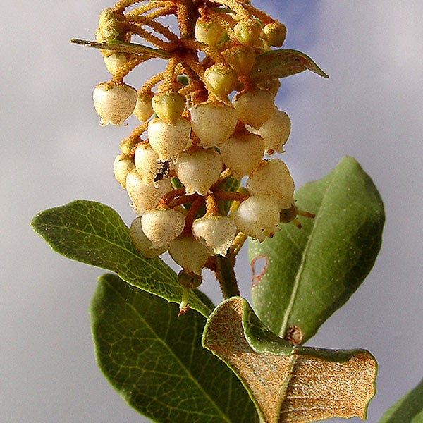 Staggerbush (Lyonia fruticosa)