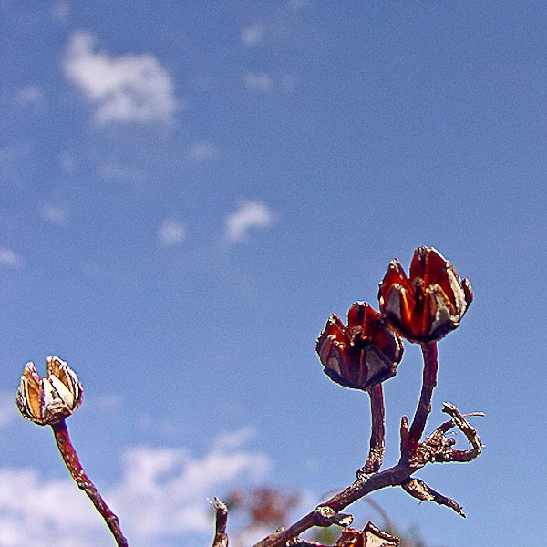 Fetterbush ripe capsules