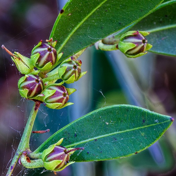 Yipes stripes!  Fetterbush unripe capsules please the eye.