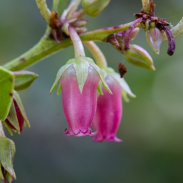 Fetterbush pinkies.  The flowers are more elongate than those of Staggerbush.