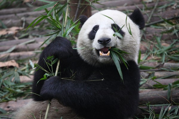 Panda-Pictures-16