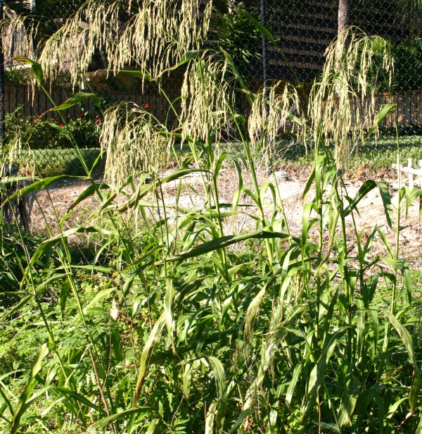 Johnson Grass (JB)