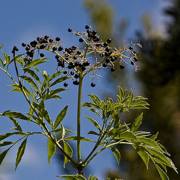 Elderberry berries.  Don't bite the seeds. (JB)