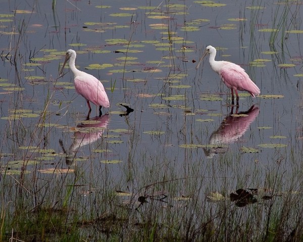 Roseate Spoonbills (JB)