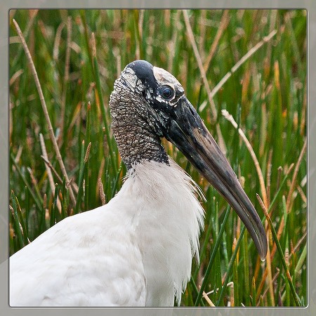 Wood Stork (by JB)