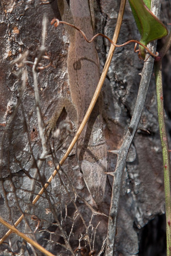 Anole%202
