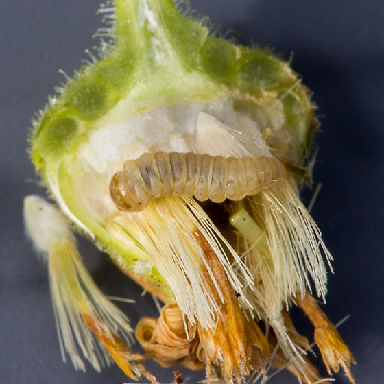 Stowaway emerging from opened flower head.  He's PO'ed.