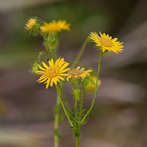 Golden-Asters