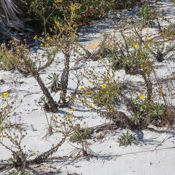 Golden-Asters on the sand