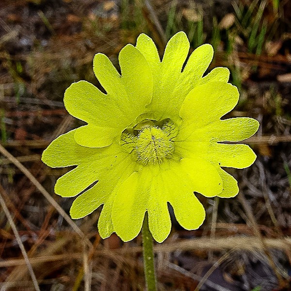 pinguicula big flowers
