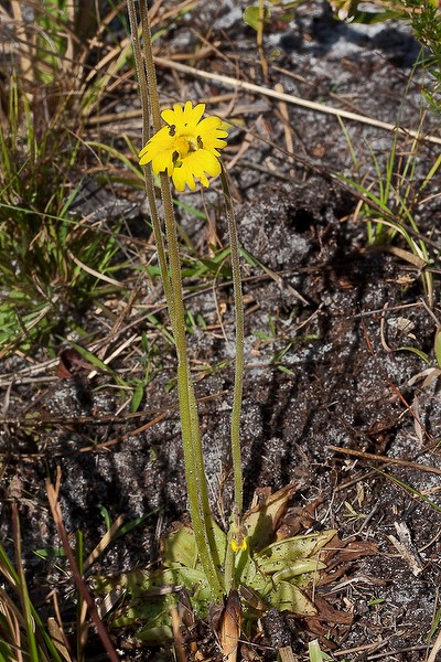 Butterwort.  All plant photos today by John Bradford.