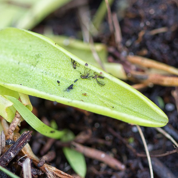 Lunch,  caught in the butter.  Butterwort is botanical flypaper.